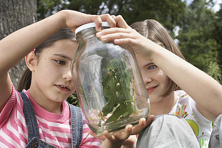 两个女孩在露天罐中检查棍棒昆虫叶子童年朋友们野生动物竹节虫幸福团结孩子闲暇姐姐背景图片