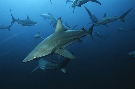 印度洋 南非黑蒂普鲨鱼(卡查尔希努斯断肢鲨鱼)在大洋中游泳图片