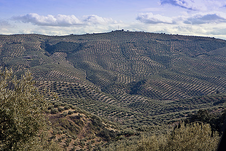 橄榄树田文化世界地球栽培品种树干生产农业场地森林图片