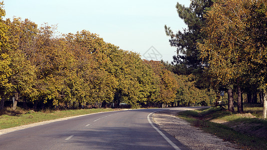 清空弯曲道路和树木阳光公园天空旅行日落木头路线沥青叶子风景图片