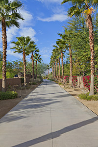 与棕榈树连线的空私人公路途径阴影背景图片