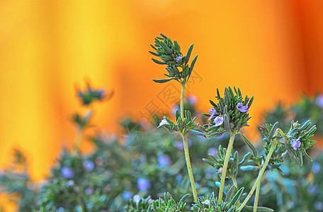 在橙色背景上隔离的新鲜绿色百草枯药草太阳叶子季节蔬菜草本植物食物生长花园阳光香气图片