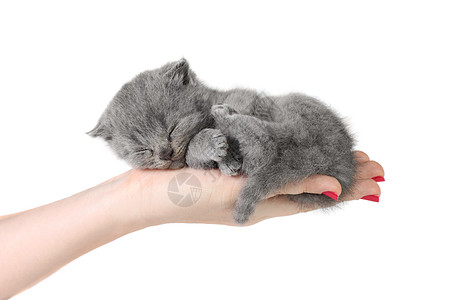 睡觉的猫小猫咪握在手里好奇心白色小猫灰色动物毛皮背景
