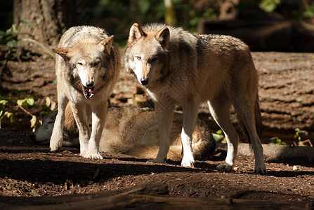 野生动物和野狼在北美野生生物游戏中站立图片