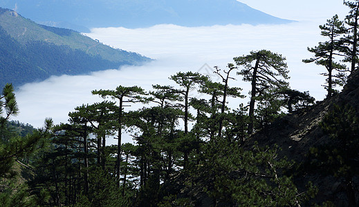 山坡上的云层 隐密的森林 塔拉塔什路 犯罪薄雾阴霾风景岩石山脉路径针叶松树场景树木图片