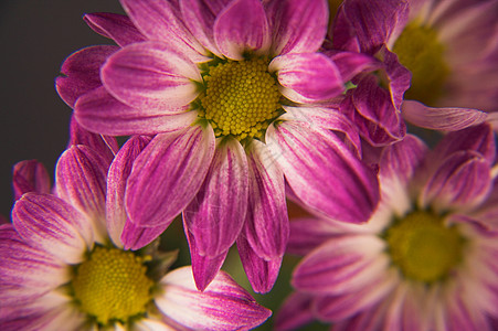 后代人宏观粉色花瓣生命免版税植物花头脆弱性摄影水平图片