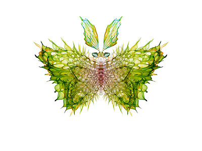 分形蝴蝶奉承翅膀装饰品想像力漏洞动物设计昆虫学生物学野生动物图片