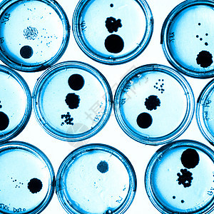 培里迪塞斯的细菌在成长生长微生物细胞生物学卫生殖民地琼脂实验病原化学图片