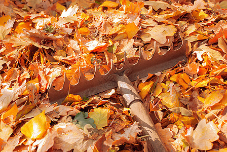 秋假的一连串后院花园叶子工具工作老化森林草地园艺季节图片