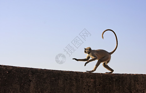 在印度邦迪塔拉加尔堡玩的灰色朗古尔爬坡荒野建筑旅行城市建筑学堡垒文化野生动物跳跃图片