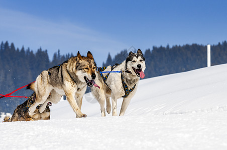 运动狗宠物竞赛比赛犬类马具杯子雪橇速度会议跑步图片