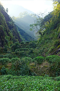 中国藤山省茶叶种植场叶子农田高地生长环境天台风景植物群场景栽培图片