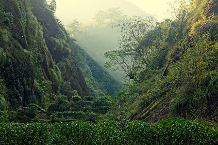 中国藤山省茶叶种植场场景季节高地热带生长爬坡土地农村天空场地图片