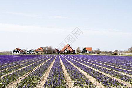 荷兰农场荷兰紫花田中的传统农庄 位于荷兰的紫花田背景