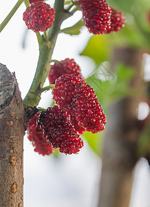 树上的木莓是贝里果子药品浆果灌木枝条团体馅饼叶子种子精油食物图片