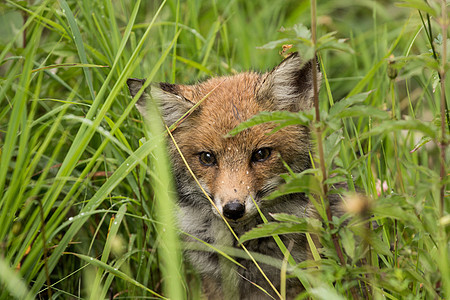 小狐狸橙子狐狸牙齿幼兽女性荒野手表警报猎人食肉图片