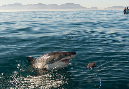 大白鲨攻击动物蛔虫鲨鱼钓鱼侵略性野生动物游泳皮肤潜水荒野图片