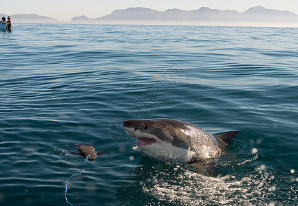 大白鲨攻击钓鱼游泳风险动物捕食者鲨鱼荒野海滩食物生活图片