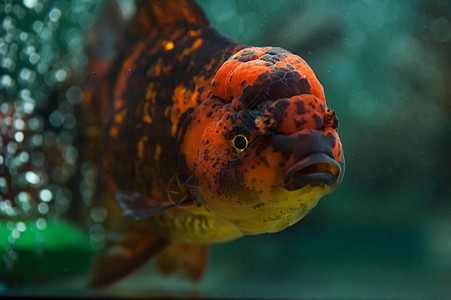 奥兰达关门了尾巴橙子海洋动物黑色眼睛情调鱼缸游泳池塘图片