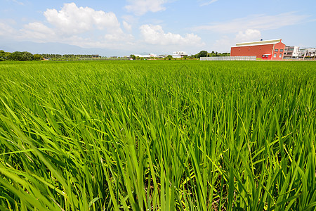 国家稻米农场收成草地机械灌溉制造业食物种子叶子培育粮食图片