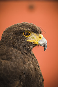 黑鹰头 欧洲鸟捕食者野生动物荒野蓝色力量呼唤女性天空金子羽毛图片