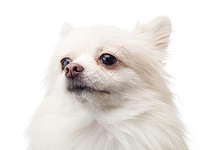 白色斯皮茨犬白罗马语Name魅力工作室矮人宠物白色小狗背景