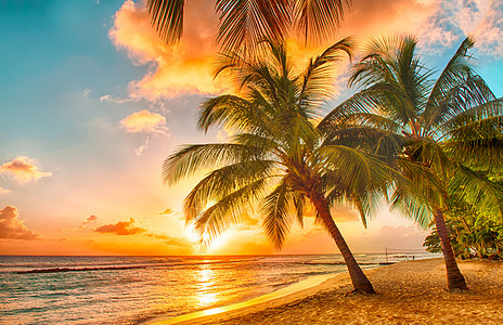 巴巴多斯假期日落太阳可可情调风景海岸线植被支撑海滩图片