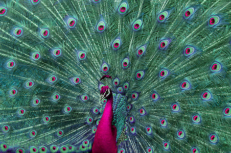 扭曲的孔雀农场绿色跨度紫色男性蓝色羽毛鹅毛笔尾巴图片