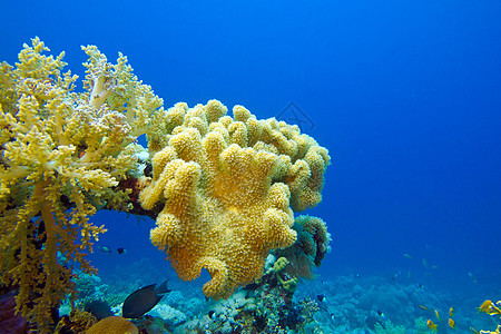 红海底深处有大软珊瑚的珊瑚礁 蓝水背景气泡潜水员动物海上生活海洋生物野生动物蓝色潜水盐水冒险图片