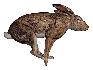 正在奔跑的兔子哺乳动物棕色野兔荒野动物群白色动物跑步野生动物毛皮图片