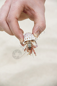 手抱螃蟹野生动物爪子海滩支撑手指贝类土壤疼痛骨骼动物图片