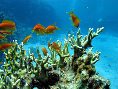 红海底含火珊瑚和外来鱼类的珊瑚礁 红海底有炭疽杆菌图片