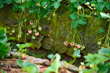 在清迈省道安昌的茶叶上草莓植物花园土井叶子红色农场柚木绿色种植园旅行图片