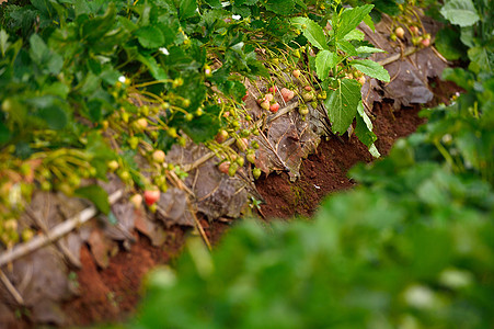 在清迈省道安昌的茶叶上草莓柚木旅行土井绿色种植园水果花园农场宏观植物图片