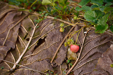 在清迈省道安昌的茶叶上草莓红色土井种植园水果农场花园绿色植物旅行叶子图片