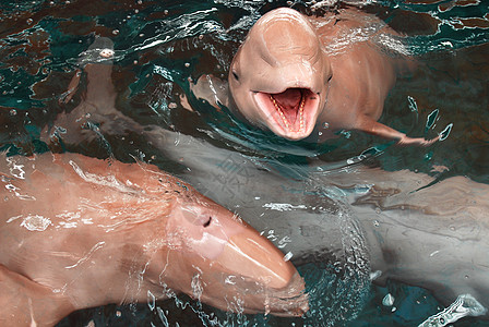 海豚张开嘴 望出水面图片