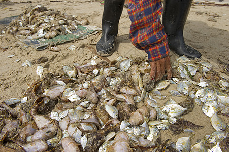 在沙滩上钓到的鱼商业经济男人旅行海鲜海滩销售量职业渔夫钓鱼图片