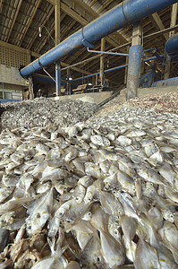 鱼肉工业用餐拳击市场控制柜台盒子饲料橙子鲷鱼钓鱼农场图片