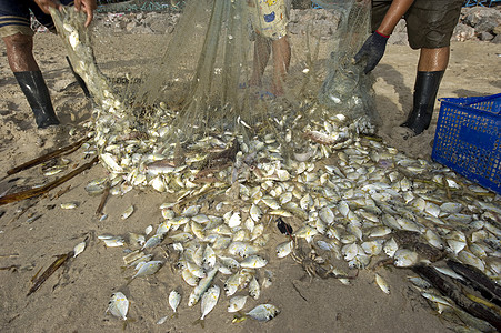 在沙滩上钓到的鱼经济职业贸易销售量食物海鲜旅游钓鱼工作海岸图片