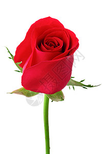 一朵红玫瑰浪漫白色花瓣礼物红色叶子图片