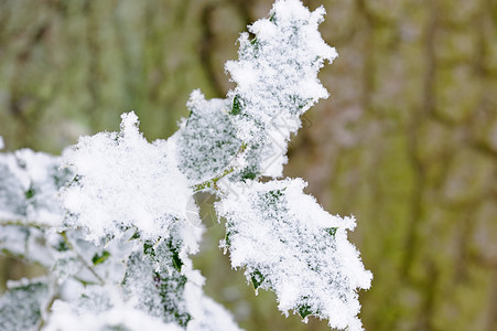 雪花覆盖了霍利背景图片