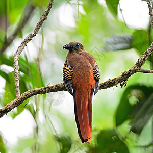 女性橙色乳房Trogon森林热带橙子木头橙胸白色竖琴翅膀野生动物绿色图片