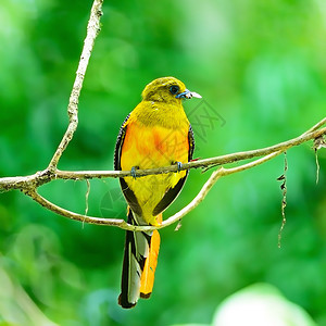 男性橙色乳房Trogon热带荒野季节绿色羽毛橙子白色翅膀公园黄色图片