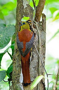 男性橙色乳房Trogon荒野动物群白色季节橙胸木头羽毛森林竖琴热带图片