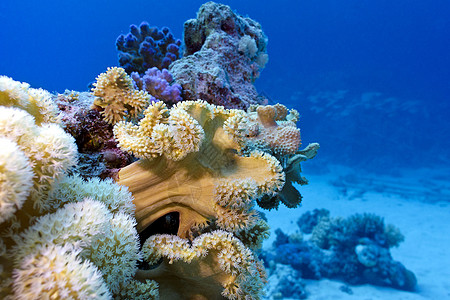 红海底深处有大软珊瑚的珊瑚礁 蓝水背景海洋生物海上生活潜水海洋娱乐热带海床蓝色盐水冒险图片