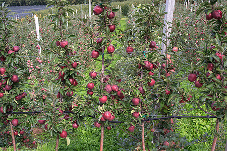 特伦蒂诺苹果营养果汁植物饮食农场叶子水果栽培国家冷却剂图片