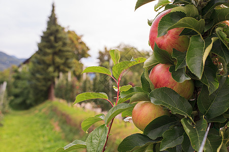 特伦蒂诺苹果植物国家叶子果汁农业农村农场饮食营养栽培图片