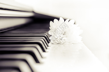 钢琴键盘和单色花的紧贴细节玫瑰植物黑与白指板纪念日乐器琴键艺术旋律叶子图片