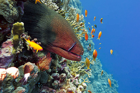热带海底深处有危险的大墨水的多彩珊瑚礁日历娱乐盐水假期海洋生物鳗鱼蓝色动物冒险浮潜图片