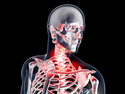 酸喉  解剖透明度躯干生物学颅骨咽喉教育肌肉组织科学男性图片